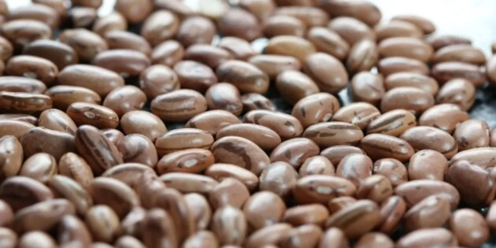 Na primeira safra 2021/2022, foram produzidas 561 mil toneladas de feijão