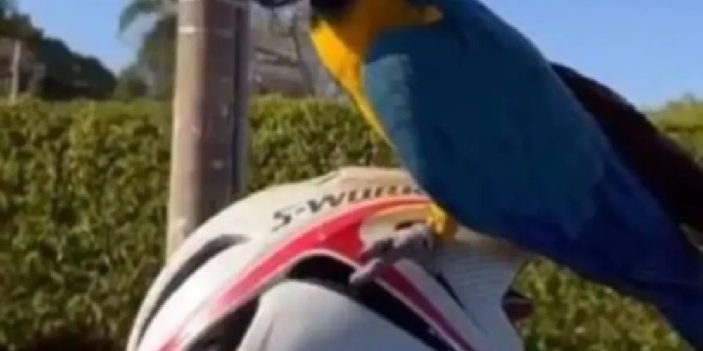 Arara pousa em capacete e “pega carona” com ciclista em Brasília