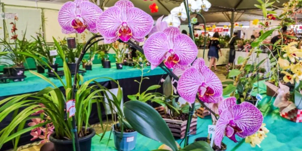 Serão comercializadas diversas flores, plantas ornamentais e frutíferas