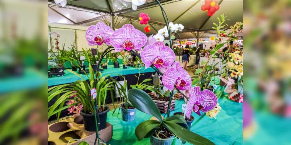 Serão comercializadas diversas flores, plantas ornamentais e frutíferas