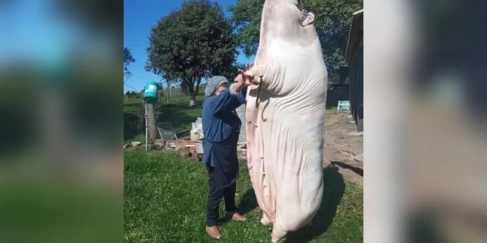 Animal pesava 340 kg e rendeu para os donos sete latas de banha, além de carne e linguiça