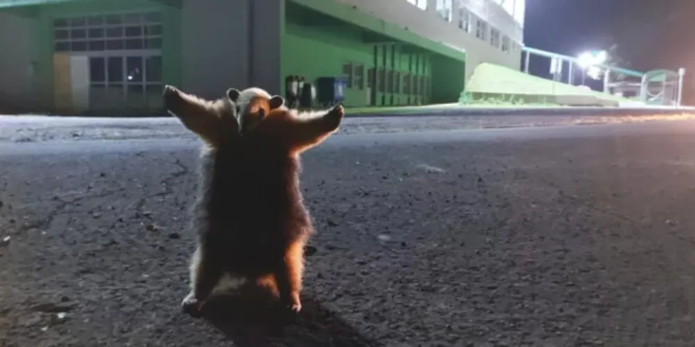 Animal foi visto pelo estudante Kassio Libardoni, 43 anos, que saia do local após uma prova. Veja características da espécie nesta reportagem.