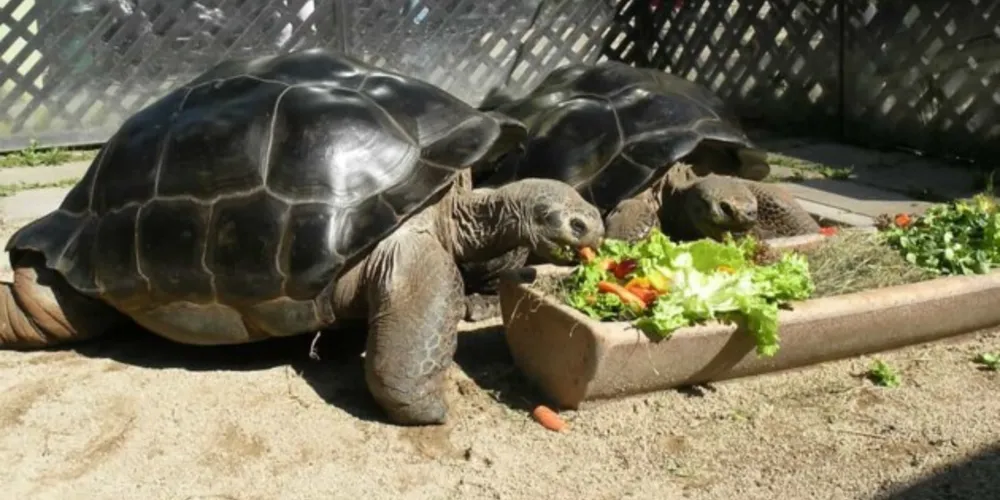 Depois de mais de um século juntas, o divórcio parece mesmo ter chegado para ficar