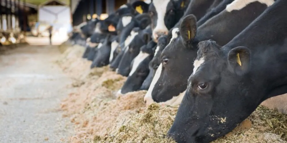 Produção de leite cresceu em Castro e Carambeí se destacou na segunda colocação nacional