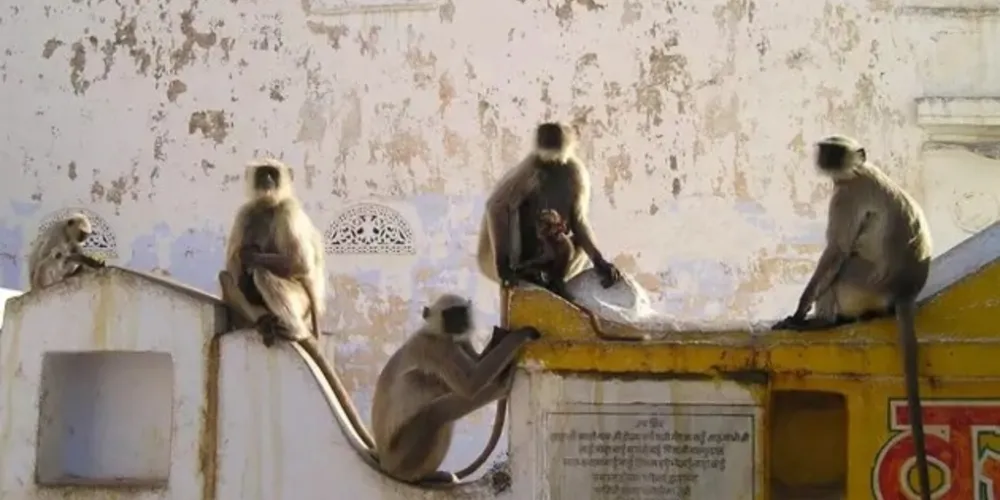 Pais tentaram socorrer vítima, mas bebê não resistiu aos ferimentos e morreu