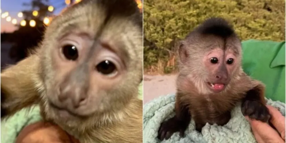 O animal teria pego o celular do local e feito uma ligação para o número de emergência