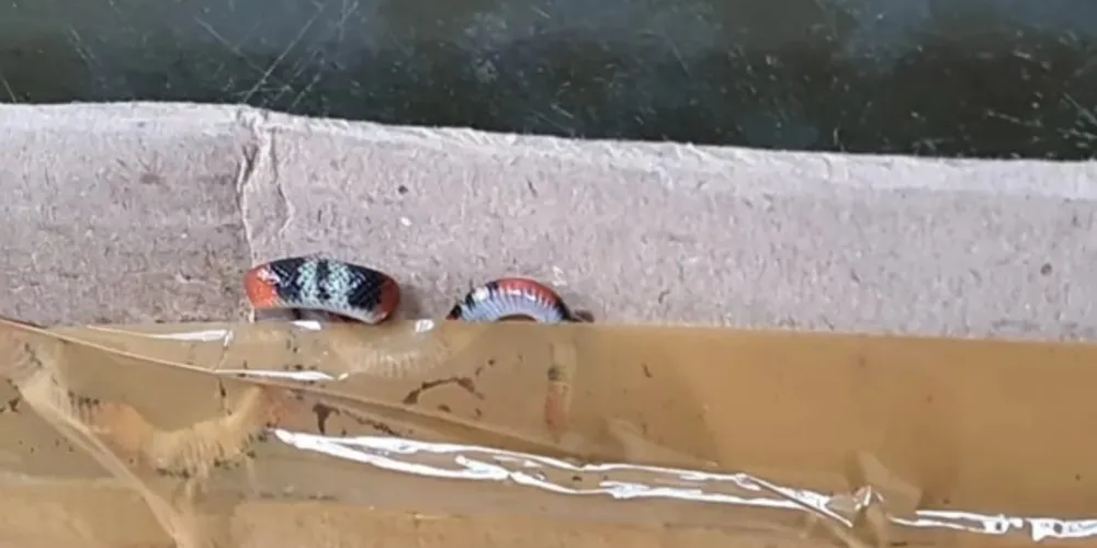 A loja que vendeu o produto para a médica disse em nota que lamenta o ocorrido