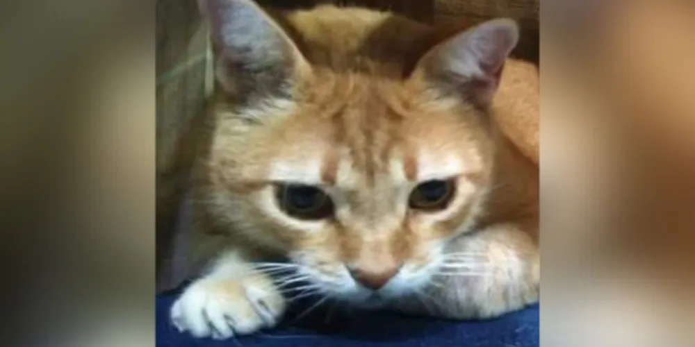 Uma recompensa em dinheiro foi estipulada pela família pela devolução ou informação que permita encontrá-lo.