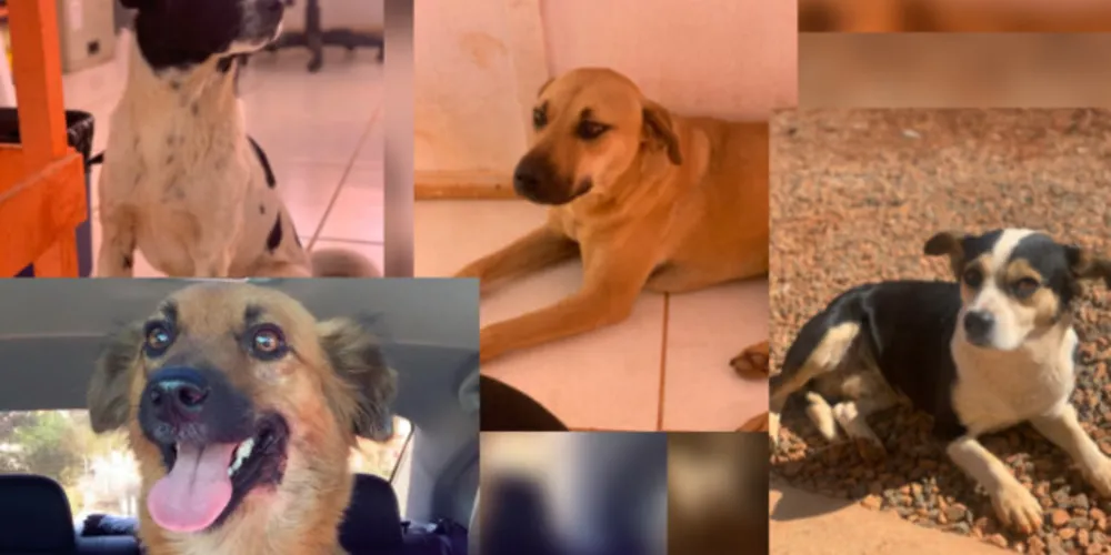 Os cães que foram carinhosamente batizados de Mamãe, Carrapato, Espirro e Caramelo, são muito doceis e carinhosos e precisam de um lar