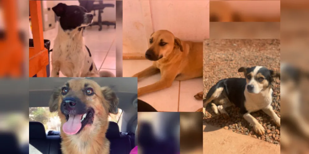 Os cães que foram carinhosamente batizados de Mamãe, Carrapato, Espirro e Caramelo, são muito doceis e carinhosos e precisam de um lar