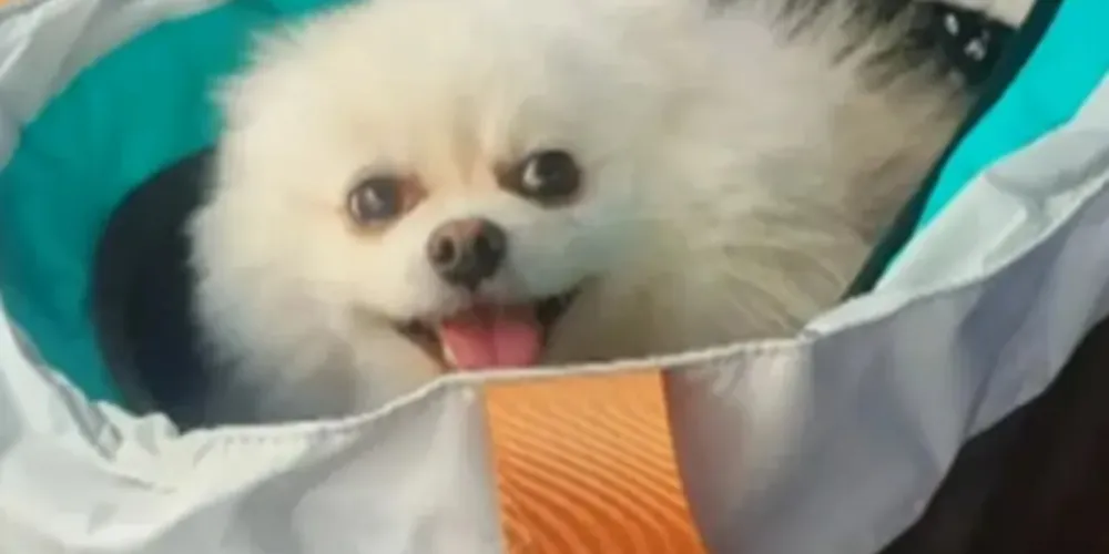 O cãozinho Jon Snow morreu de insuficiência renal