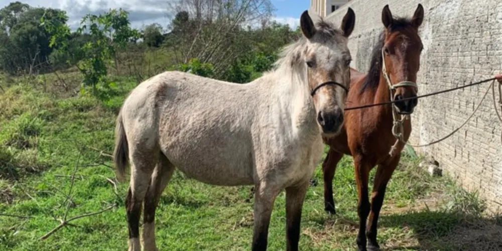 Infração prevê multa de R$ 654,40 e recolhimento dos animais