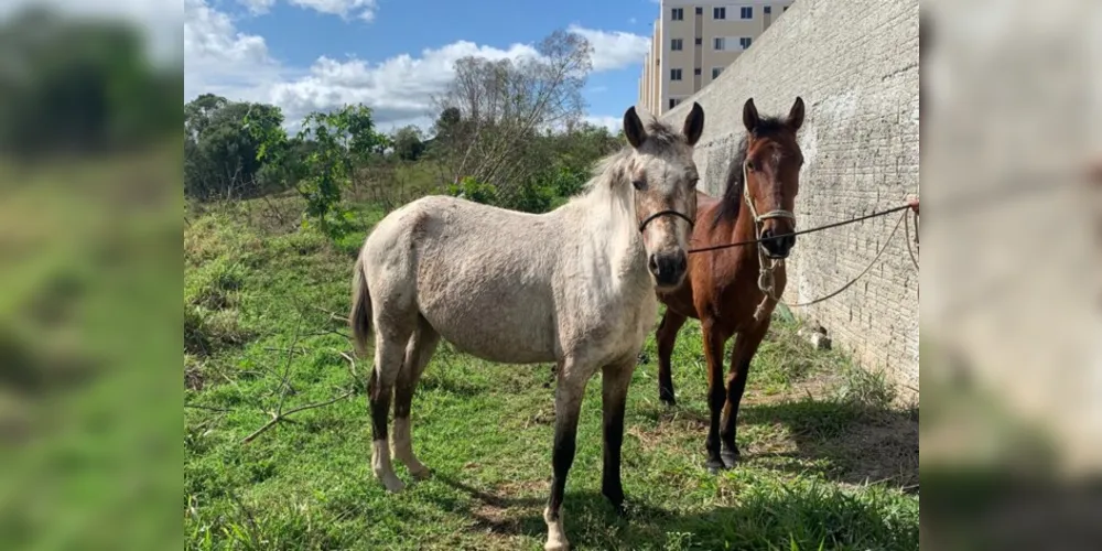 Infração prevê multa de R$ 654,40 e recolhimento dos animais