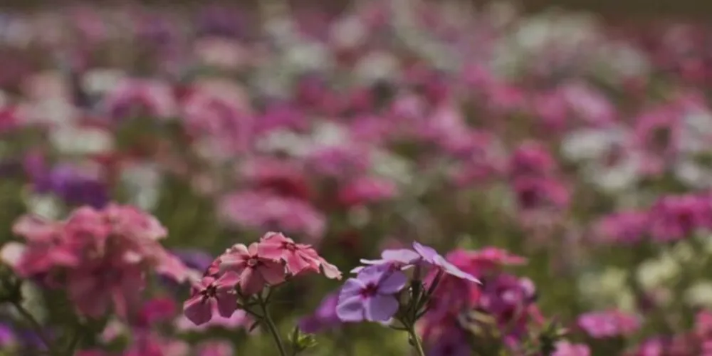 Estação começa amanhã e leva umidade da Amazônia para outras regiões