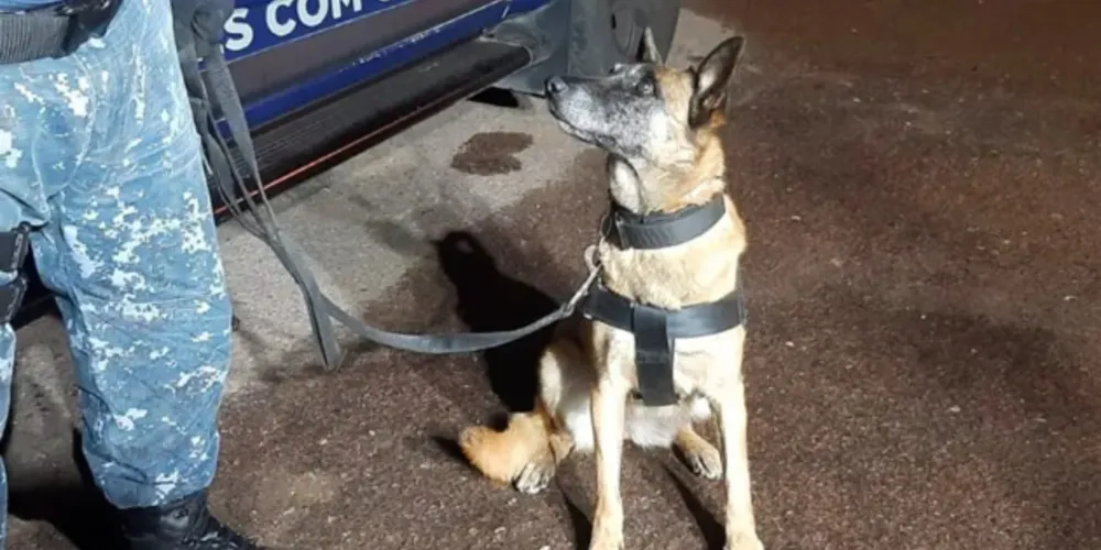 Tróia, cadela do Grupo de Operações com Cães, da Guarda Municipal de Curitiba, ajudou a encontrar a droga