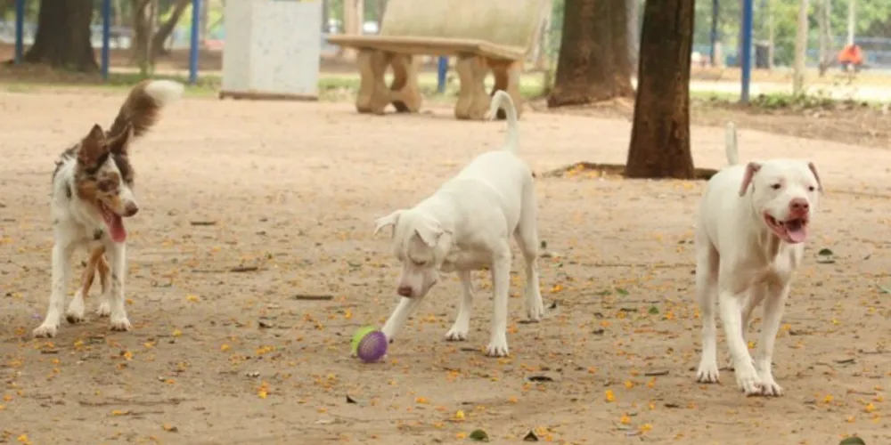 Começo das investigações foi no estado de Minas Gerais