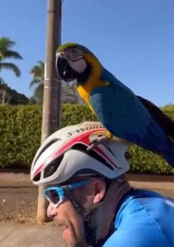 Arara pousa em capacete e “pega carona” com ciclista em Brasília