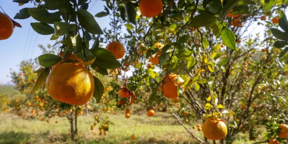 Grupos de trabalho referentes ao programa ‘Paraná Produtivo’ foram formados no fim do mês de outubro