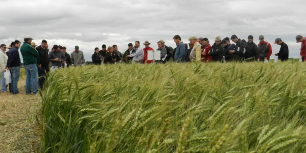 Trigo é o principal cultivar de inverno na região dos Campos Gerais