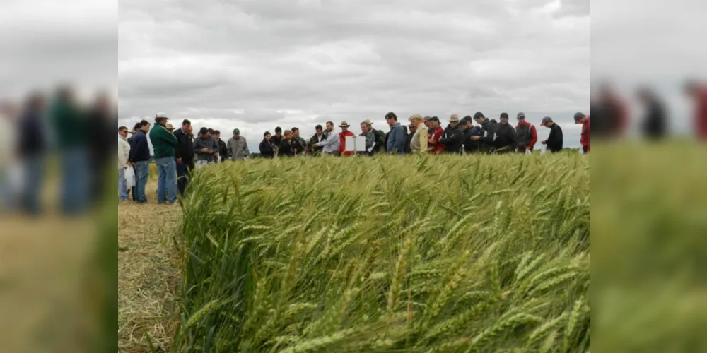 Trigo é o principal cultivar de inverno na região dos Campos Gerais