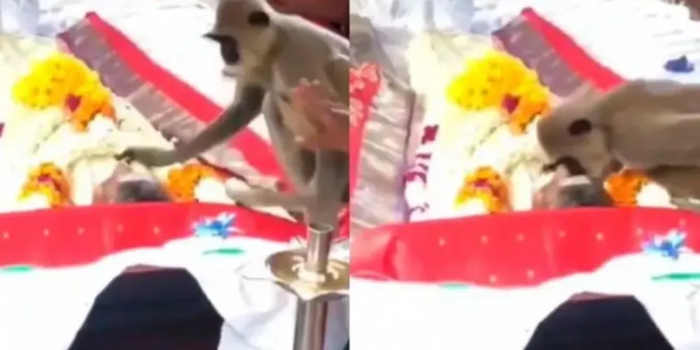 Amizade entre os dois começou quando Rajan começou a cuidar do macaco e alimentá-lo pelas ruas da cidade