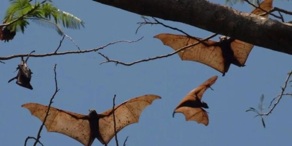 Estudo realizado por cientistas australianos e chineses ainda precisa da revisão de pares