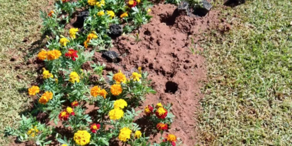 Ação ocorreu menos de 24 horas após serem plantadas