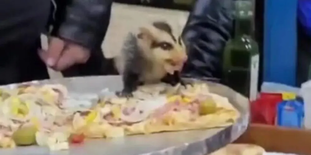 Gambá cai do teto em cima de pizza e assusta clientes em Curitiba