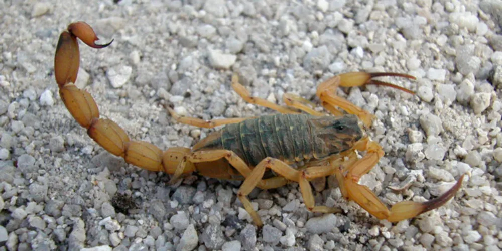 Animal é normalmente encontrado em ambientes escuros, úmidos e com pouca movimentação