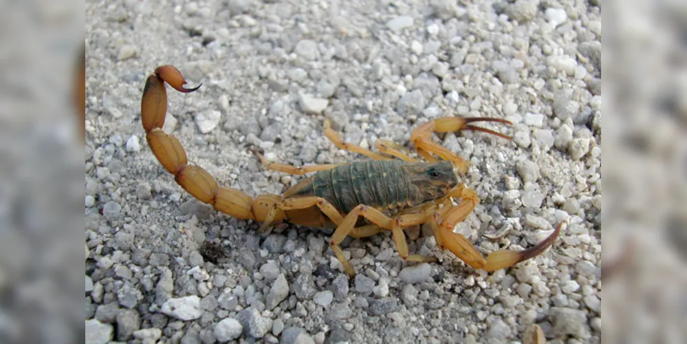 Animal é normalmente encontrado em ambientes escuros, úmidos e com pouca movimentação