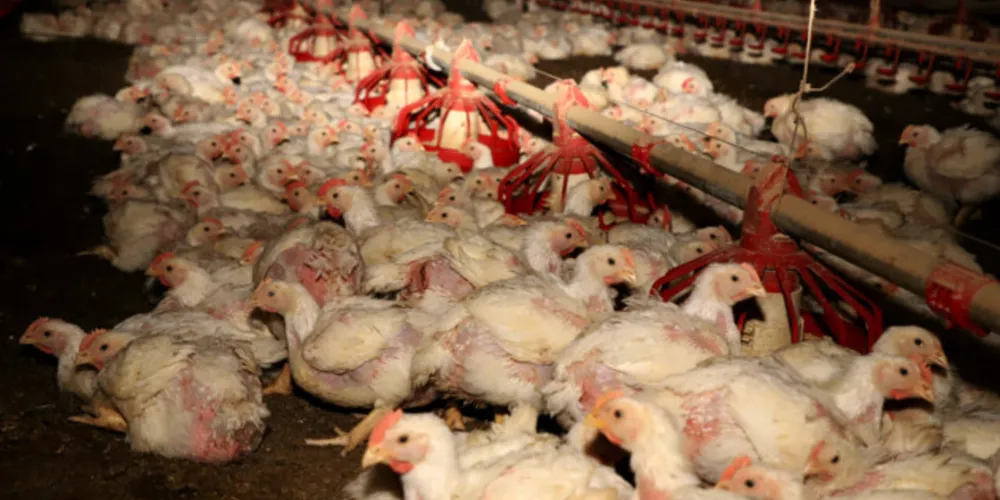 Produtos do agronegócio respondem por 80% das exportações paranaenses, aponta documento do Deral