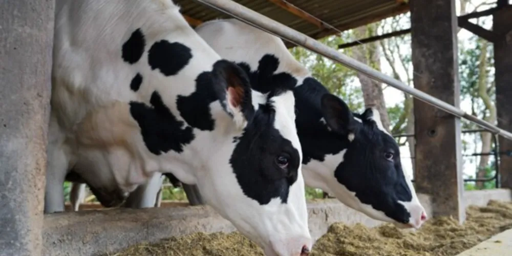 O holandês é um animal que, dependendo do sistema de produção, é capaz de produzir cortes cárneos de alta qualidade