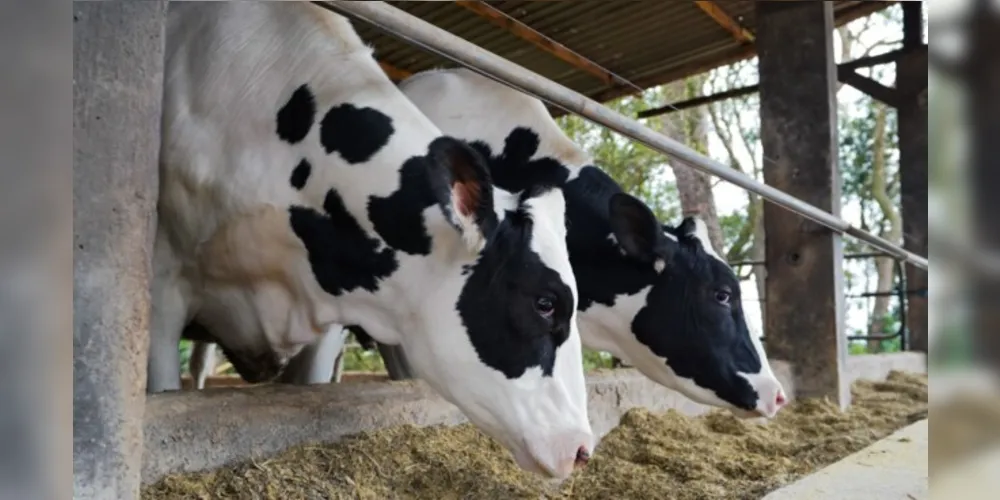 O holandês é um animal que, dependendo do sistema de produção, é capaz de produzir cortes cárneos de alta qualidade