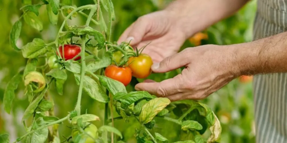 O tomate teve a maior queda nos preços
