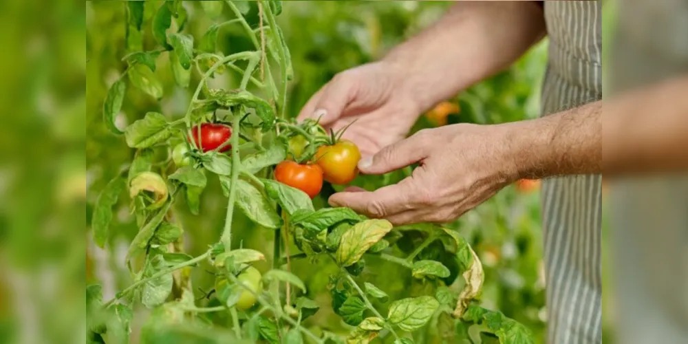 O tomate teve a maior queda nos preços