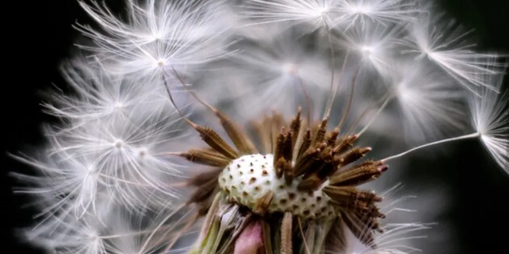 Fotografia "Vento leve a semente leve" recebeu o prêmio de Menção Honrosa