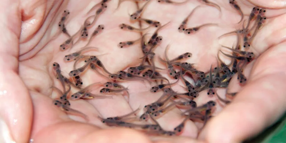 Solicitações podem ser realizadas até 5 de dezembro; entrega acontecerá no dia 10