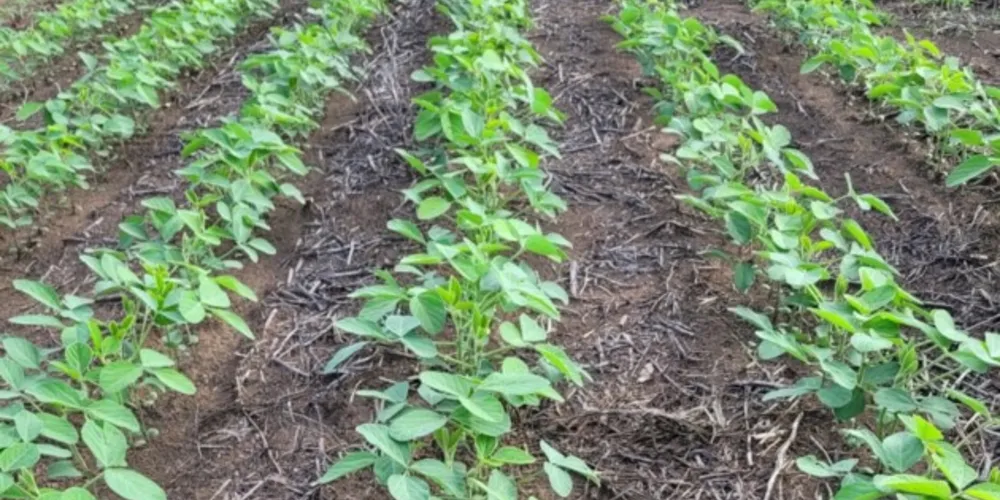 No Paraná e Tocantins, cooperativa estima aumento de quase 15% sobre o período anterior, que alcançou produção de 534 mil toneladas