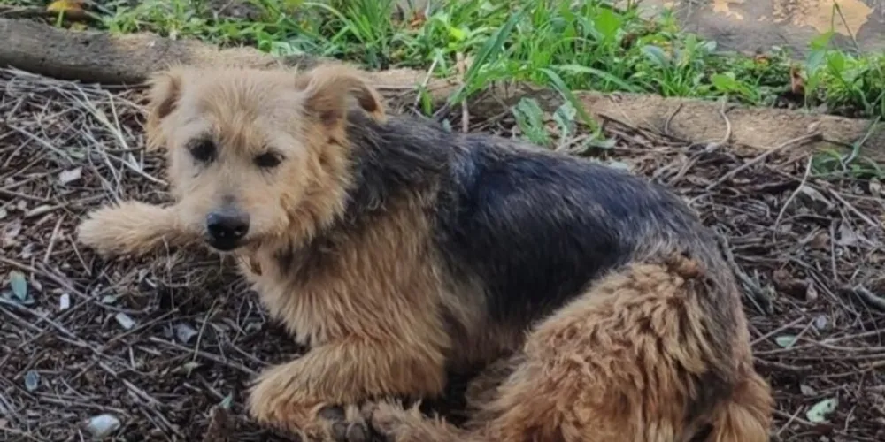 'Vitória', que já é idosa e possui problemas de audição, acabou fugindo durante o feriado
