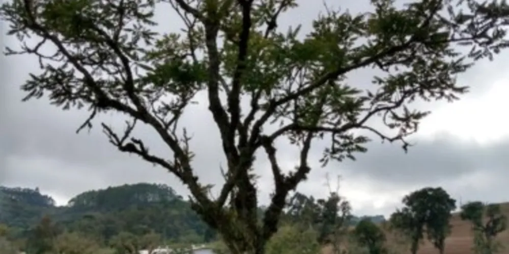 Belas imagens compuseram atividade que valorizou as árvores nativas da região