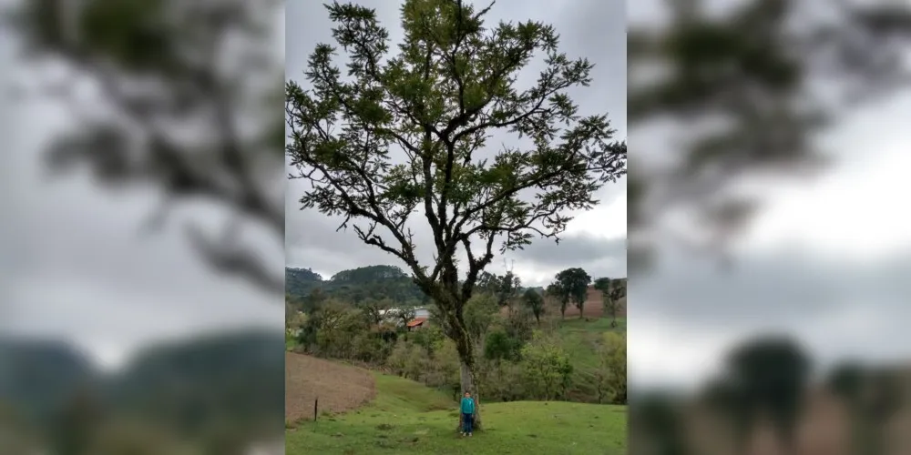 Belas imagens compuseram atividade que valorizou as árvores nativas da região