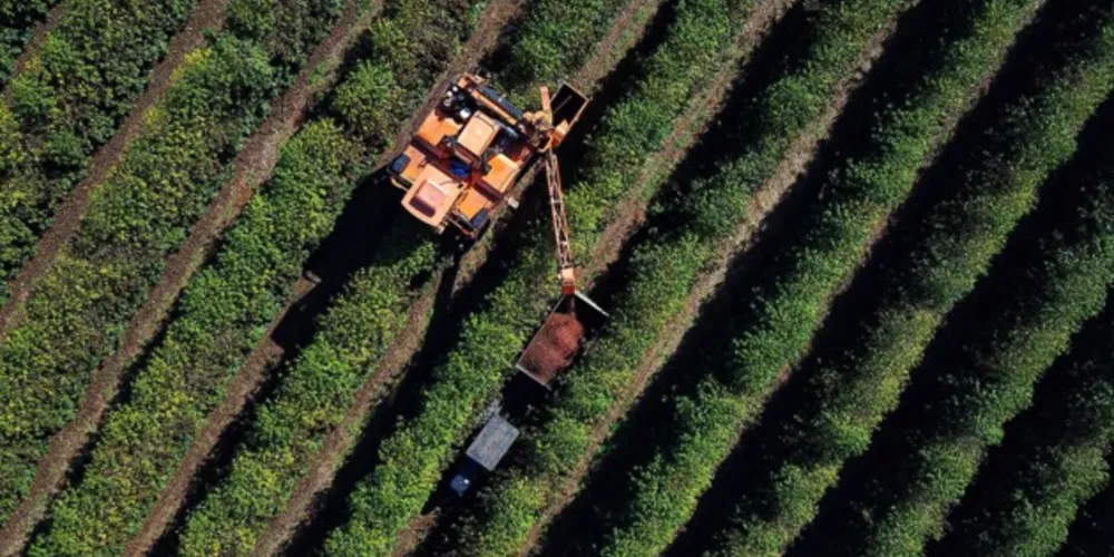 Clima desfavorável reduz em 40,7% a safra de café no Paraná