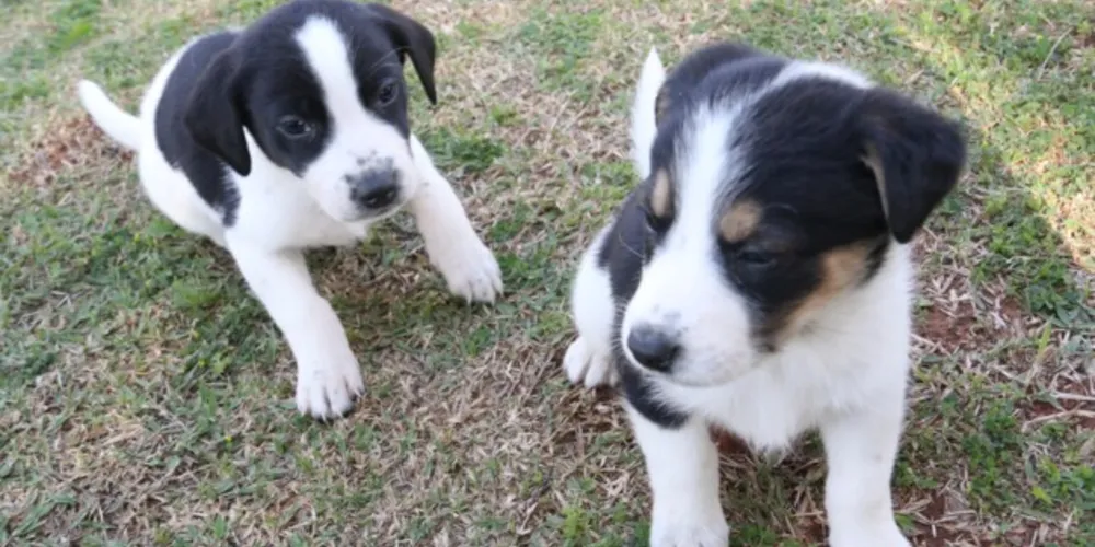 Lago de Olarias recebe o ‘Findi Animal’