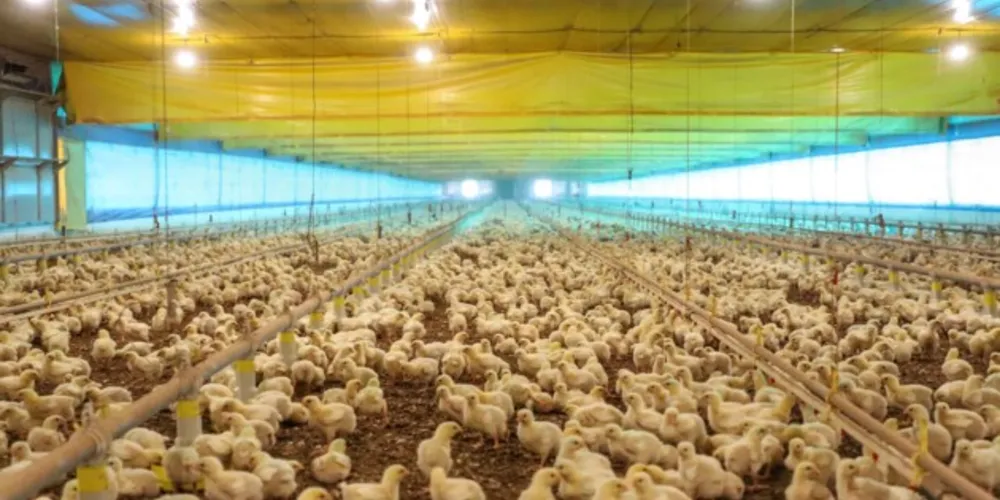 Paraná reforça ações de prevenção da gripe aviária