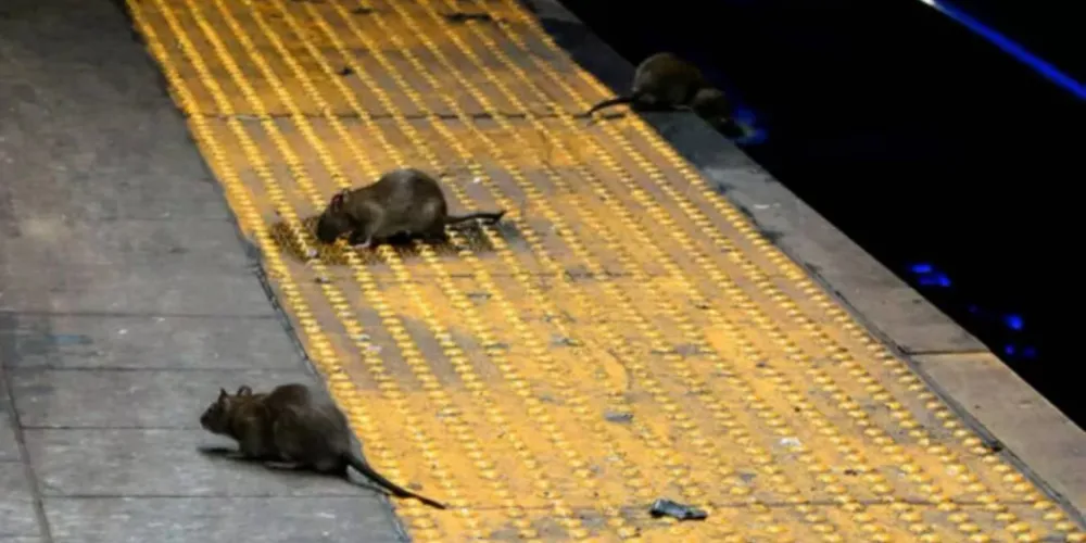 A aparição de ratos é um problema de saúde pública em Nova York