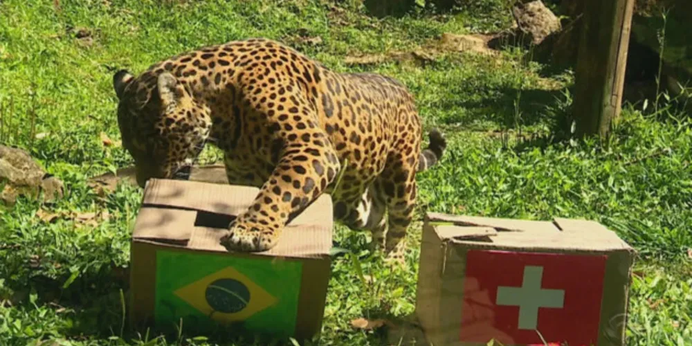 Conheça a onça que adivinhou resultado do primeiro jogo do Brasil na Copa