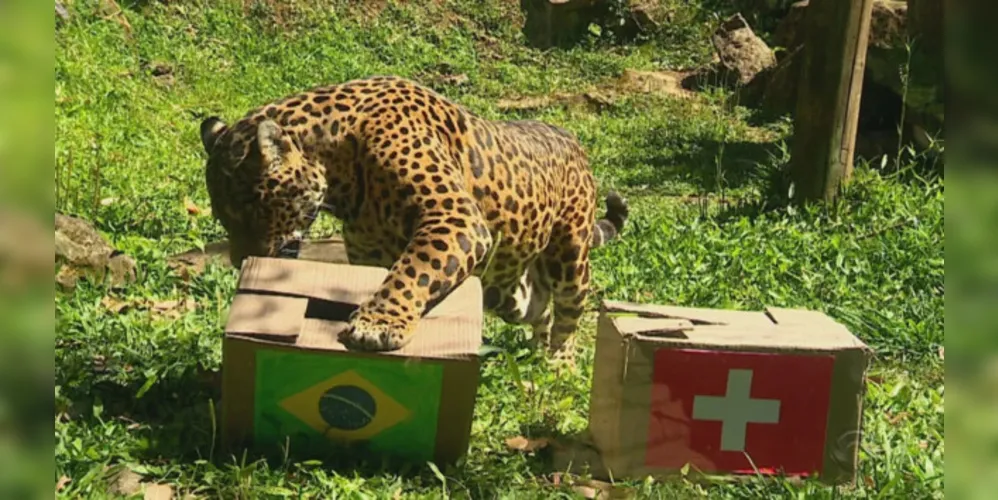 Conheça a onça que adivinhou resultado do primeiro jogo do Brasil na Copa