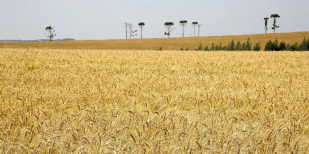 Plantação de trigo na região nesta safra foi de 168,3 mil hectares. Perspectiva inicial era de retirar 3,8 mil quilos por hectare do campo