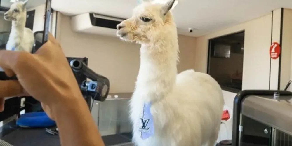 Até a publicação desta reportagem, o vídeo do banho em Kiki somava mais de sete milhões de reproduções