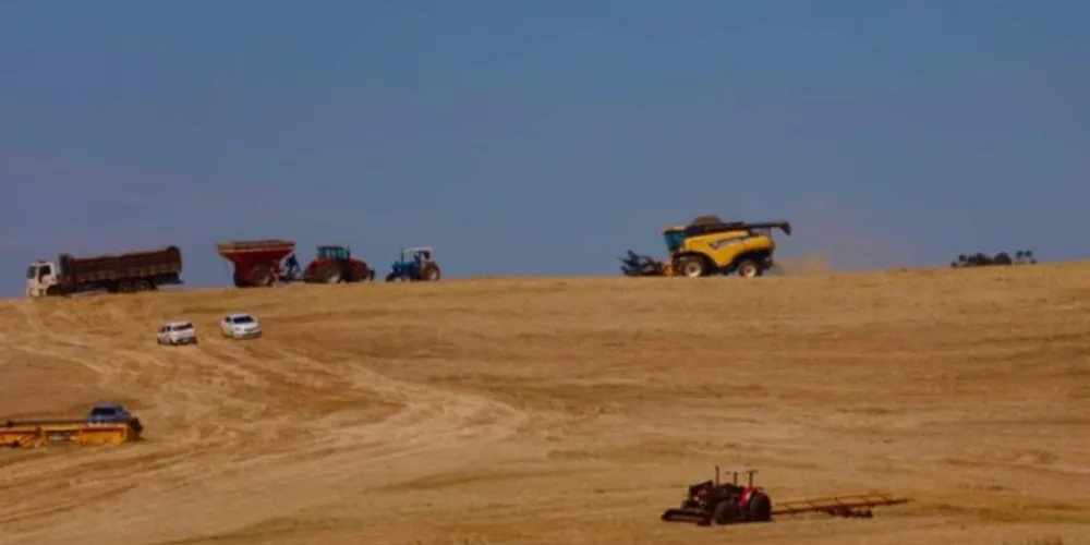 Produtores avançaram na colheita no Estado